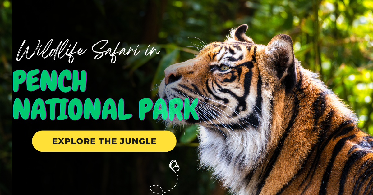 Tiger roaming freely in the lush greenery of Pench National Park, Madhya Pradesh